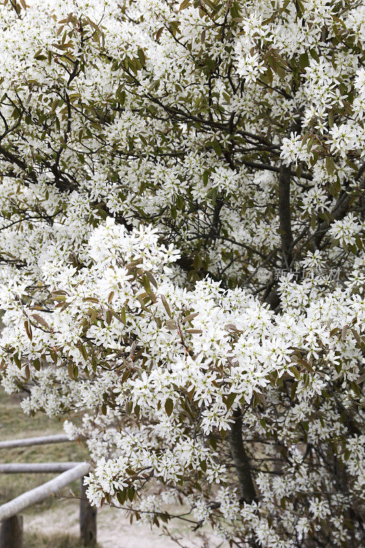 《Blossom》中的Juneberry (Amelanchier lamarckii)